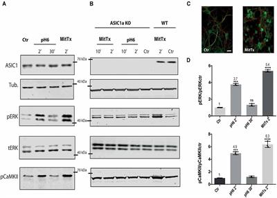 Signaling Pathways in Proton and Non-proton ASIC1a Activation